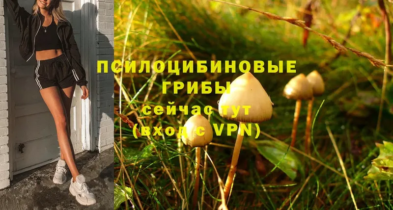 где можно купить наркотик  Ак-Довурак  Псилоцибиновые грибы Psilocybe 